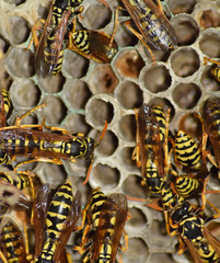 Fototapeta premium Wasps polist. Vespiary