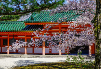 Cherry blossom (hanami) in Kyoto, Japan