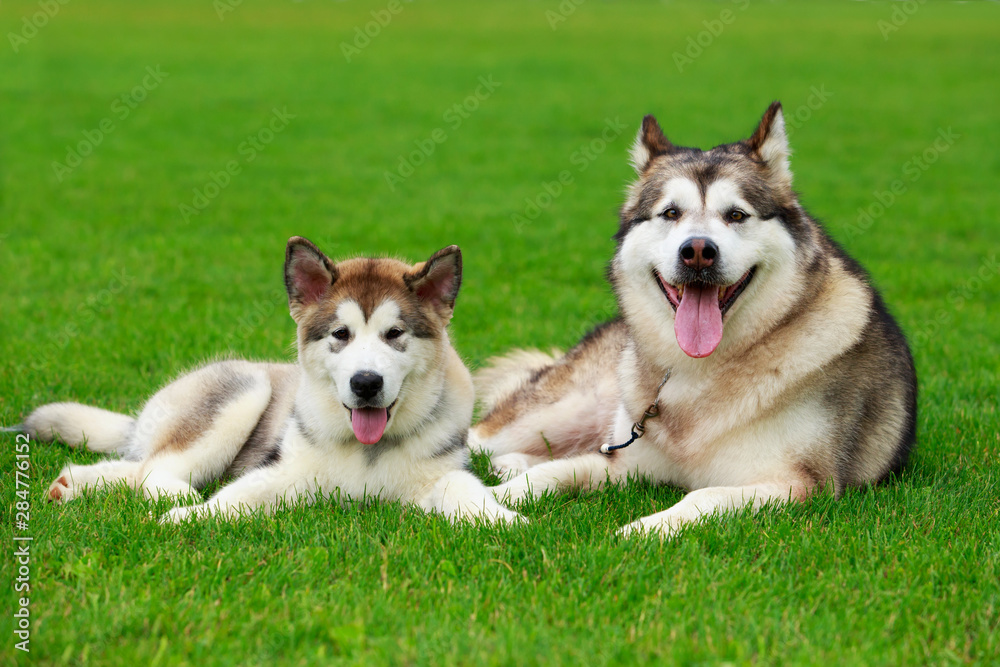 Wall mural two dogs breed alaskan malamute