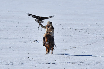 golden eagle in western mongolia flying and training to catch prey during the golden eagle festival