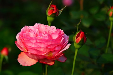 Beautiful Rose flower in the garden
