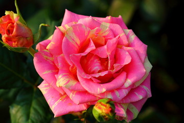 Beautiful Rose flower in the garden