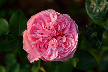 Beautiful Rose flower in the garden