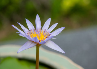 Purple water lily in a pond at Botanical garden