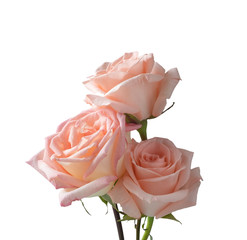 Pink rose , Isolated on white background
