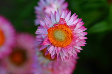 Close up beautiful daisy flower in the garden