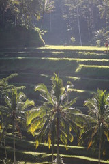 Bali Rice Fields Tall Photo