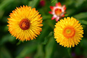 Close up beautiful daisy flower in the garden