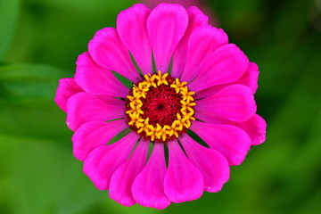 Fototapeta premium Close up beautiful daisy flower in the garden
