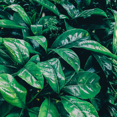Naklejka na ściany i meble Green leaves background. Plant lover fashion concept