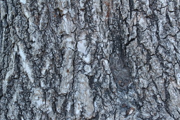 bark of a tree