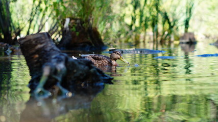 Duck on the pond in the Park summer days