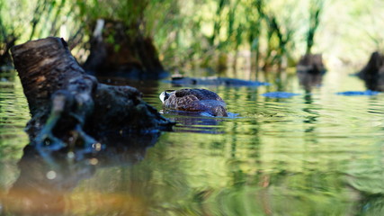 Duck on the pond in the Park summer days