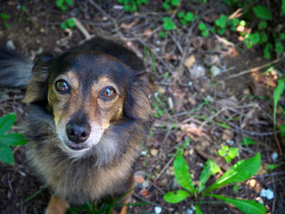 little eared dog in the garden