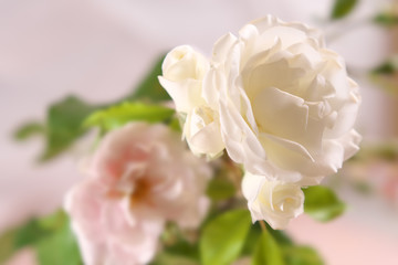 Holiday background. White and pink roses
