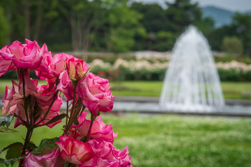 Refreshing in Hyogo Prefecture, Japan