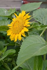 sunflower in garden