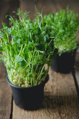 Microgreen, sprouts, young herbs