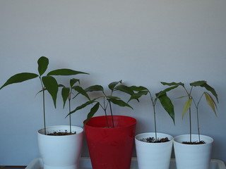 ライチの鉢植え