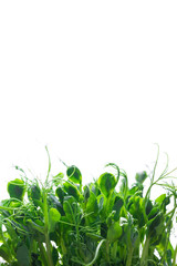 Microgreen, sprouts, young herbs