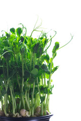 Obraz premium Microgreen, sprouts, young herbs