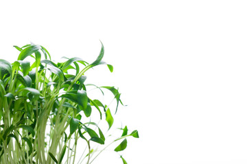 Microgreen, sprouts, young herbs