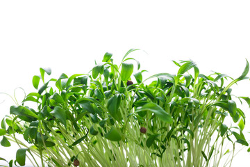 Microgreen, sprouts, young herbs