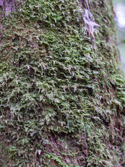 Kalinzu Forest natural habitat, Uganda