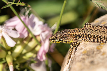 Lézard.