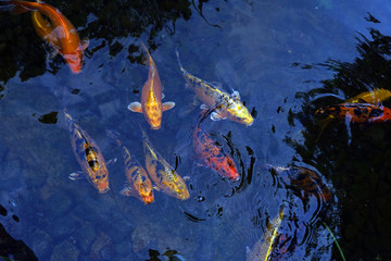 Fototapeta na wymiar Colorful decorative beautiful carps. Fish in the water. Nature.