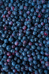 freshly picked blueberries as background