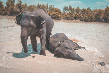 Elephant Sanctuary bathing in Isaan in Thailand