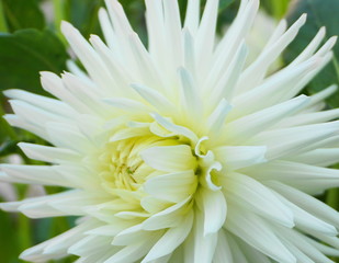 Beautiful and delicate white Dahlia flower close up.