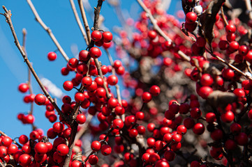 Red winter berry Holly berry close up details