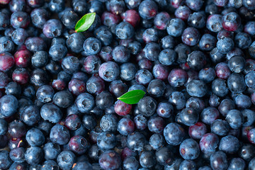 freshly picked blueberries as background