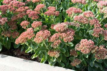 flowers in the garden 2