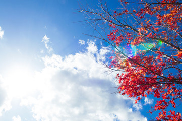 Red autumn maple leaves against blue winter sky with sun flare