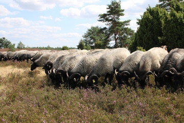 Große Heidschnuckenherde in der blühenden Lüneburger Heide