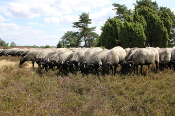 Große Heidschnuckenherde in der blühenden Lüneburger Heide