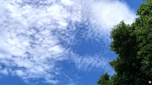 夏の空と栗の木