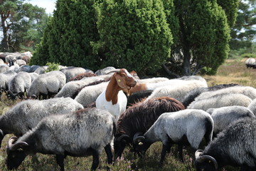 Ziegen bewachen die Heidschnucken in der Lüneburger Heide