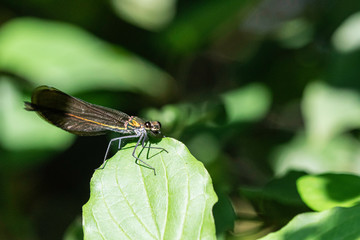 Libelulle et Agrion.