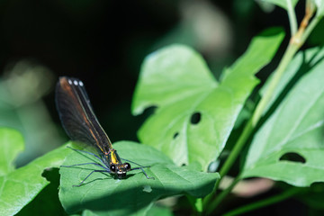 Libelulle et Agrion.