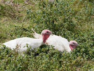 Dinde et dindon blanc (Meleagris)