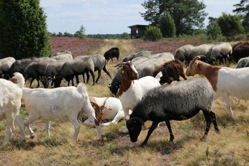 Ziegen bewachen die Heidschnucken in der Lüneburger Heide