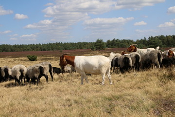 Ziegen bewachen die Heidschnucken in der L&uuml;neburger Heide
