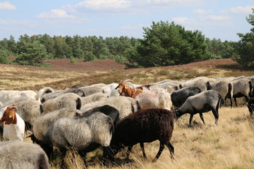 Ziegen bewachen die Heidschnucken in der Lüneburger Heide