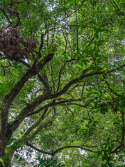 Kalinzu Forest natural habitat, Uganda