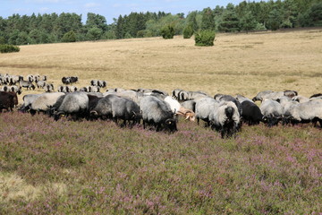 Große Heidschnuckenherde in der blühenden Lüneburger Heide