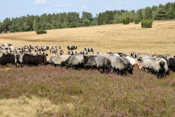 Große Heidschnuckenherde in der blühenden Lüneburger Heide